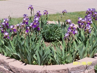 Purple Iris in front yard
