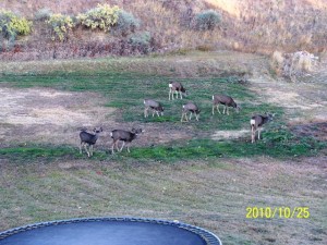 Deer herd 10/25/10