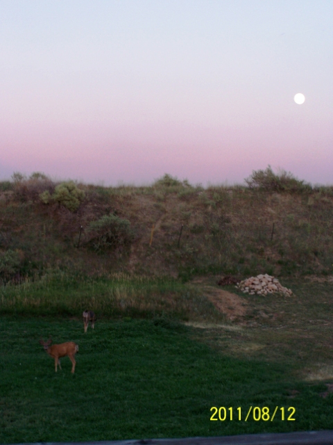 Deer and a full moon