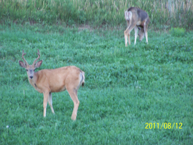 Young buck in backyard